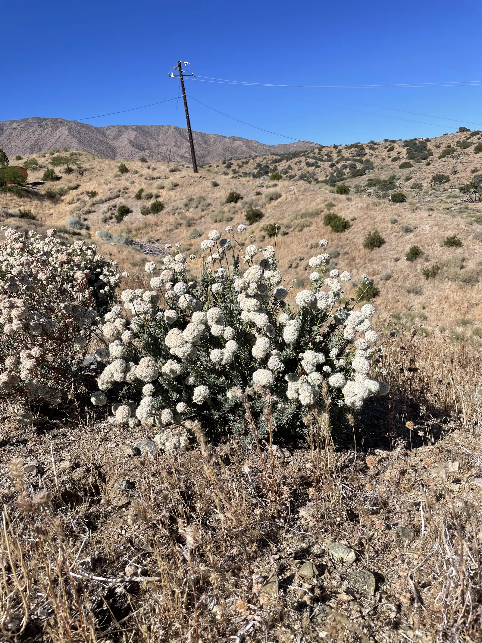 Wild buckwheat blossoms with desert mountains in the distance