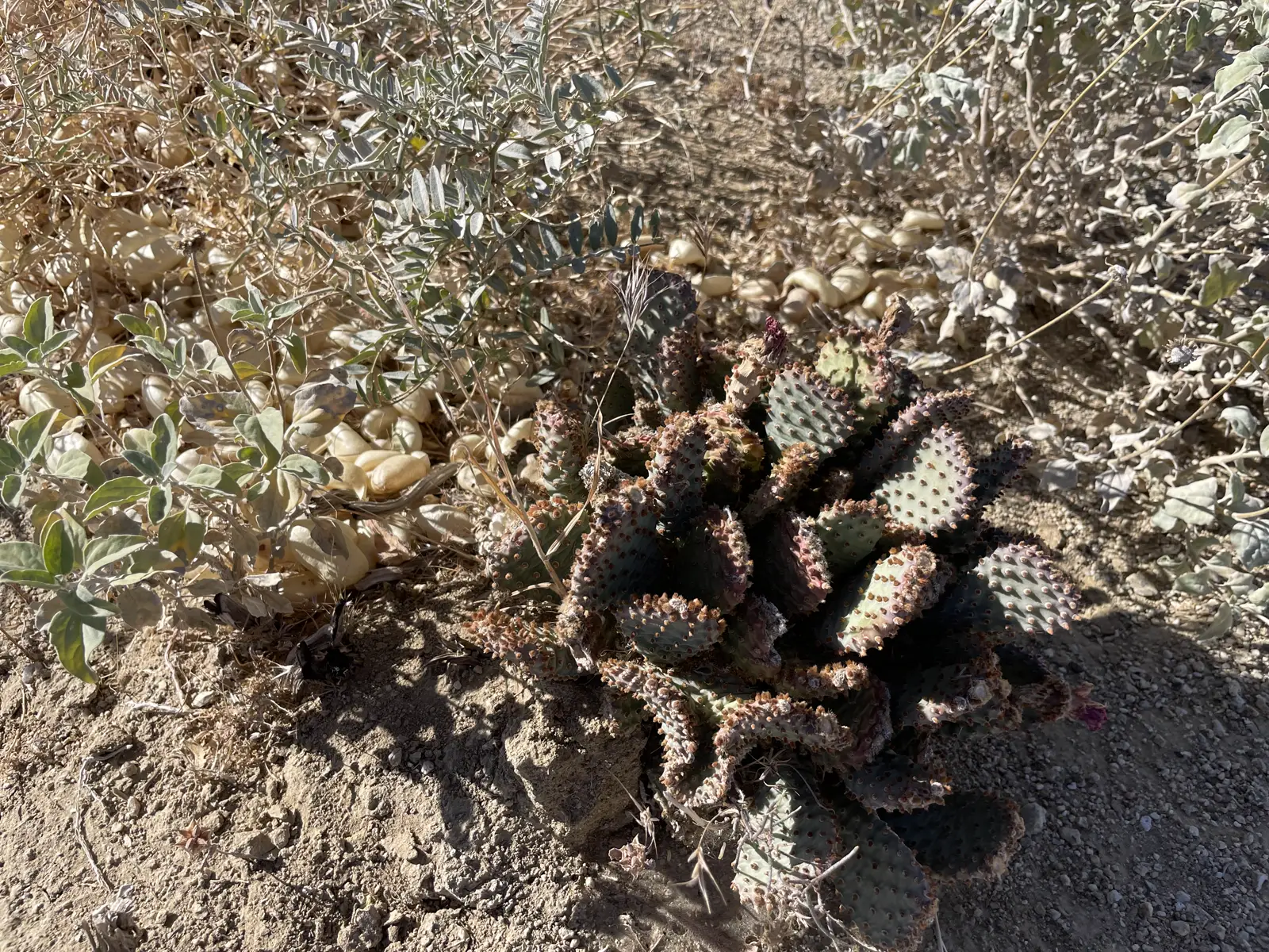 Desert cactus detail along the retreat trails
