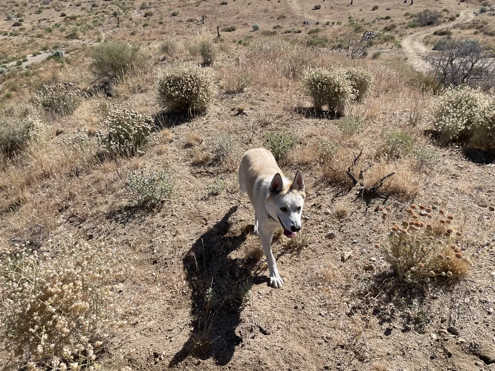 A dog exploring the desert trail near the retreat