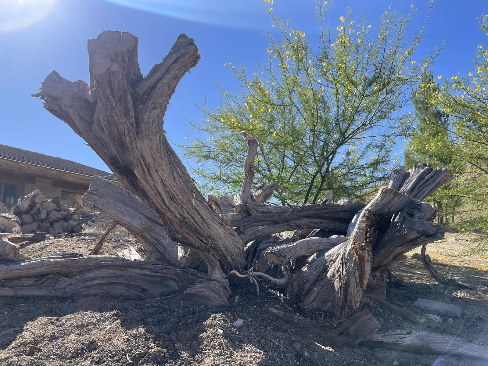 Weathered driftwood sculpture on the retreat grounds