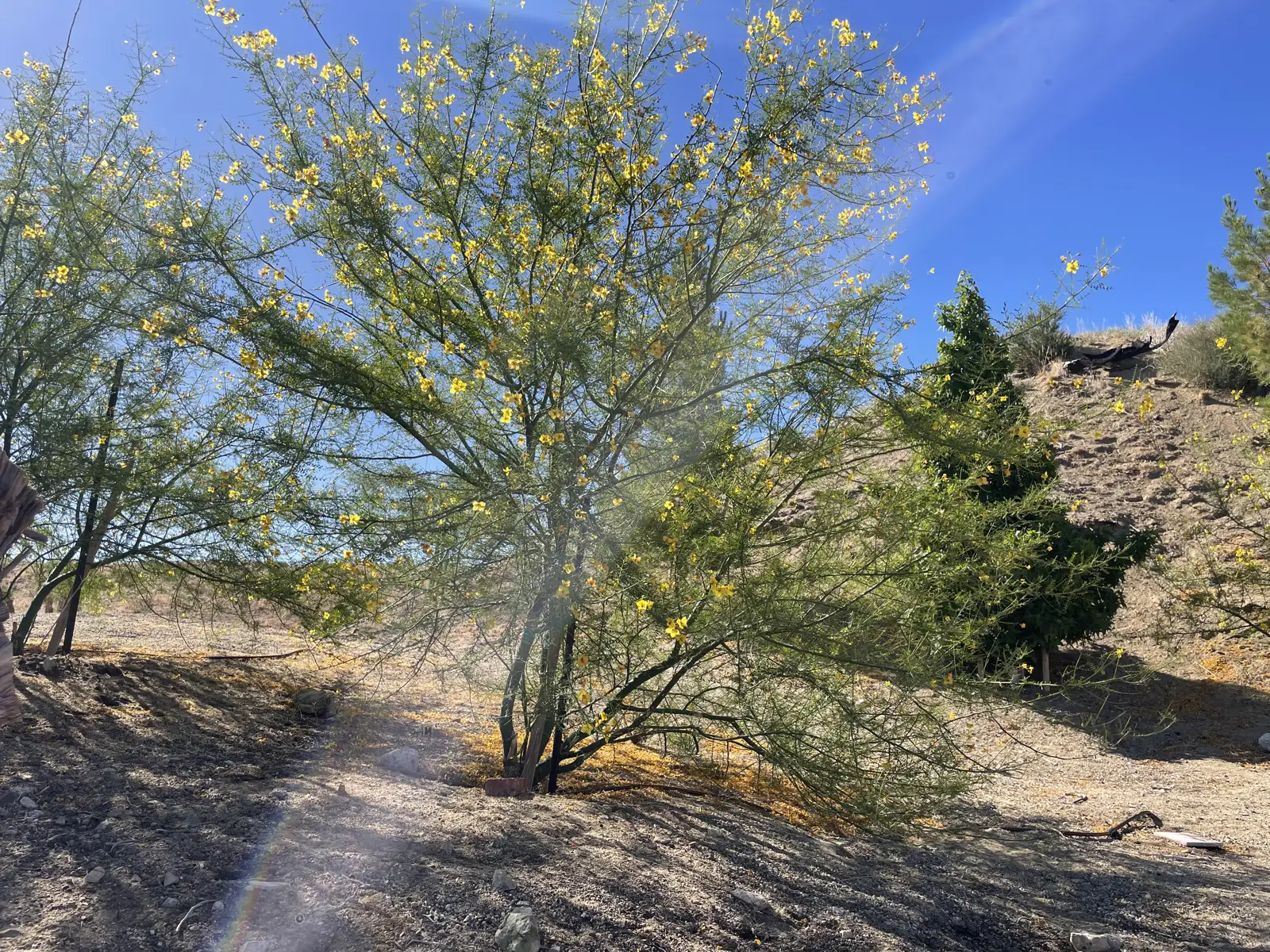 Flowering desert tree in bloom on the retreat grounds