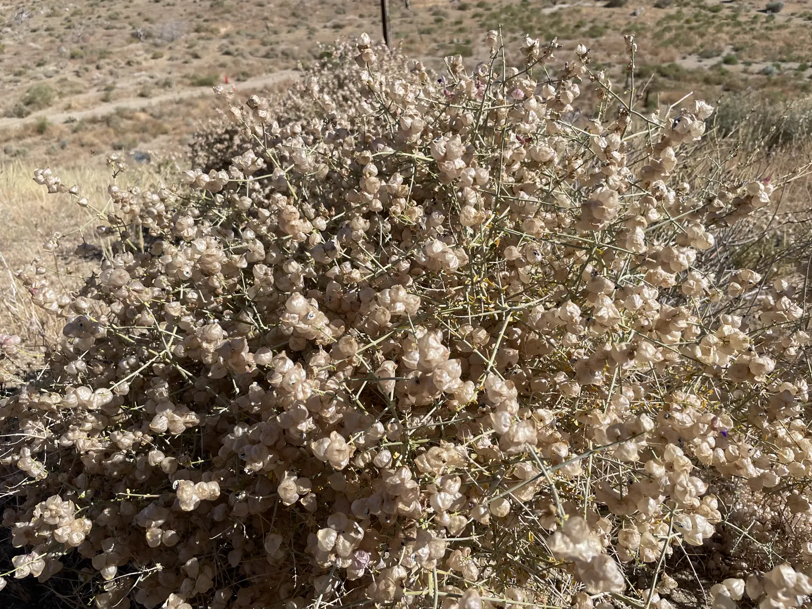 Desert wildflowers in bloom near the retreat